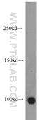 Helicase, Lymphoid Specific antibody, 11955-1-AP, Proteintech Group, Western Blot image 