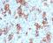 TNF Receptor Superfamily Member 8 antibody, 33-891, ProSci, Immunohistochemistry frozen image 