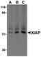 X-Linked Inhibitor Of Apoptosis antibody, PA1-84846, Invitrogen Antibodies, Western Blot image 
