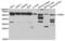 Non-POU Domain Containing Octamer Binding antibody, abx004038, Abbexa, Western Blot image 