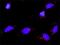 Neurotrophin 4 antibody, H00004909-M02, Novus Biologicals, Proximity Ligation Assay image 