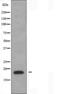 NBL1, DAN Family BMP Antagonist antibody, orb225584, Biorbyt, Western Blot image 