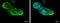 Ribosomal Protein L5 antibody, NBP1-31413, Novus Biologicals, Immunofluorescence image 