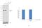 Lamin B2 antibody, MA1-90041, Invitrogen Antibodies, Western Blot image 