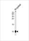 G Protein Subunit Gamma Transducin 1 antibody, PA5-49350, Invitrogen Antibodies, Western Blot image 