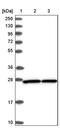 Eukaryotic Translation Initiation Factor 6 antibody, PA5-59336, Invitrogen Antibodies, Western Blot image 