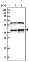 Pre-MRNA Processing Factor 18 antibody, PA5-58031, Invitrogen Antibodies, Western Blot image 