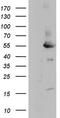 MAPK Activated Protein Kinase 5 antibody, CF804234, Origene, Western Blot image 