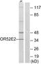 Olfactory Receptor Family 52 Subfamily E Member 2 antibody, PA5-38179, Invitrogen Antibodies, Western Blot image 