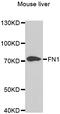 Fibronectin 1 antibody, abx006664, Abbexa, Western Blot image 