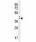 Interferon Regulatory Factor 1 antibody, F41210-0.4ML, NSJ Bioreagents, Western Blot image 