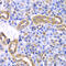 Synaptotagmin Binding Cytoplasmic RNA Interacting Protein antibody, 22-792, ProSci, Immunohistochemistry frozen image 