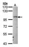 Ribonuclease A Family Member 3 antibody, orb314806, Biorbyt, Western Blot image 