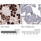 Dopa Decarboxylase antibody, AMAb91089, Atlas Antibodies, Immunohistochemistry frozen image 