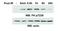 Fumarate Hydratase antibody, PA5-67505, Invitrogen Antibodies, Western Blot image 