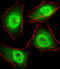 General Transcription Factor IIi antibody, MBS9206580, MyBioSource, Immunofluorescence image 