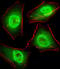 General Transcription Factor IIi antibody, MBS9206580, MyBioSource, Immunofluorescence image 