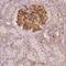 Translocator Protein 2 antibody, HPA066996, Atlas Antibodies, Immunohistochemistry frozen image 