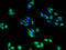 60S ribosomal protein L28 antibody, A53812-100, Epigentek, Immunofluorescence image 