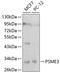 Proteasome Activator Subunit 3 antibody, 13-119, ProSci, Western Blot image 