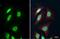 Flap Structure-Specific Endonuclease 1 antibody, GTX101777, GeneTex, Immunocytochemistry image 