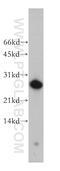 Adenylate Kinase 3 antibody, 12562-1-AP, Proteintech Group, Western Blot image 