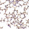 TSC22 Domain Family Member 3 antibody, 22-479, ProSci, Immunohistochemistry paraffin image 