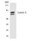 Lamin A/C antibody, LS-C292128, Lifespan Biosciences, Western Blot image 