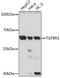 Transforming Growth Factor Beta Receptor 1 antibody, 13-260, ProSci, Western Blot image 