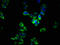 Sprouty RTK Signaling Antagonist 1 antibody, LS-C376673, Lifespan Biosciences, Immunofluorescence image 