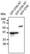 Syntaxin-6 antibody, AB0058-200, Origene, Western Blot image 