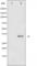 FosB Proto-Oncogene, AP-1 Transcription Factor Subunit antibody, abx011652, Abbexa, Western Blot image 