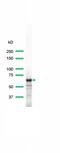 Spleen Associated Tyrosine Kinase antibody, PA5-32605, Invitrogen Antibodies, Western Blot image 