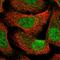 Coiled-Coil And C2 Domain Containing 1B antibody, HPA031426, Atlas Antibodies, Immunofluorescence image 