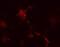 Autophagy Related 12 antibody, PA5-11271, Invitrogen Antibodies, Immunofluorescence image 