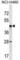 Septin 2 antibody, abx029046, Abbexa, Western Blot image 