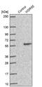 WD Repeat Domain 55 antibody, NBP2-30431, Novus Biologicals, Western Blot image 