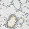 Paraoxonase 2 antibody, LS-C749064, Lifespan Biosciences, Immunohistochemistry frozen image 
