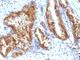 Alpha-Methylacyl-CoA Racemase antibody, V2506SAF-100UG, NSJ Bioreagents, Immunohistochemistry paraffin image 