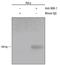 BMI1 Proto-Oncogene, Polycomb Ring Finger antibody, MA5-24123, Invitrogen Antibodies, Chromatin Immunoprecipitation image 