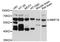Matrix metalloproteinase-16 antibody, abx126170, Abbexa, Western Blot image 