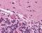 FYN Proto-Oncogene, Src Family Tyrosine Kinase antibody, 48-808, ProSci, Immunohistochemistry frozen image 