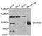 DNA Methyltransferase 3 Beta antibody, abx125774, Abbexa, Western Blot image 