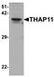 THAP Domain Containing 11 antibody, LS-B10180, Lifespan Biosciences, Western Blot image 