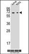 Dihydropyrimidinase antibody, 57-041, ProSci, Western Blot image 