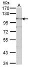 ADAM Metallopeptidase Domain 15 antibody, PA5-27459, Invitrogen Antibodies, Western Blot image 