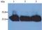 Immunoglobulin Kappa Constant antibody, NB500-331, Novus Biologicals, Western Blot image 