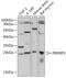 PRKR Interacting Protein 1 antibody, 18-093, ProSci, Western Blot image 