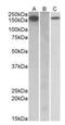 Colony Stimulating Factor 1 Receptor antibody, orb125029, Biorbyt, Western Blot image 