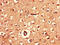 Adenylate Kinase 5 antibody, LS-C502246, Lifespan Biosciences, Immunohistochemistry frozen image 